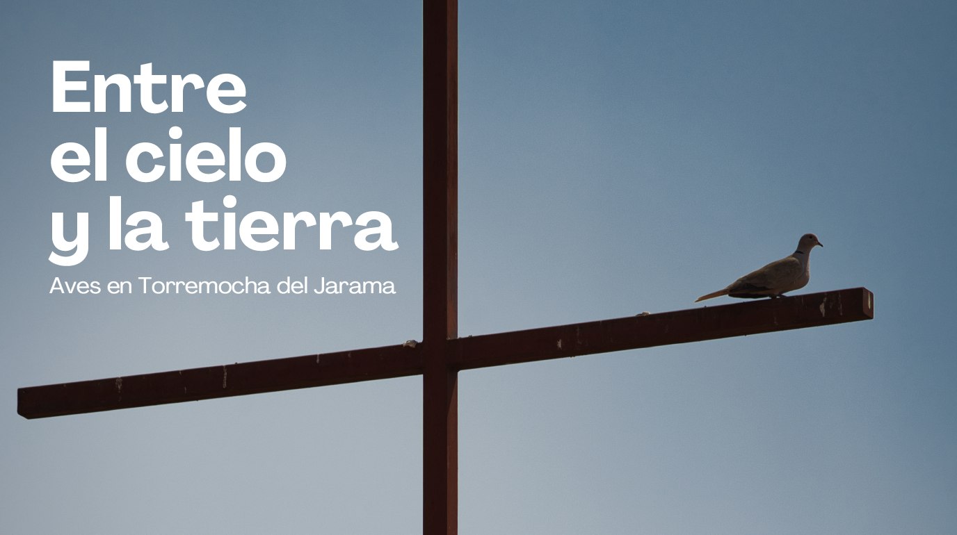 Entre el cielo y la tierra — Aves en Torremocha del Jarama